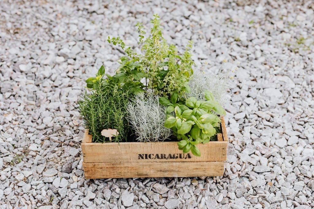 A wooden crate filled with fresh herbs like basil, rosemary, and spearmint on gravel in natural light.